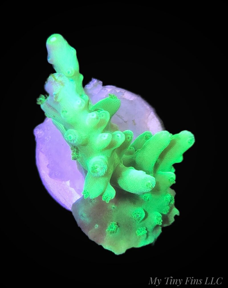 1000232510 Green Acropora - WYSIWYG