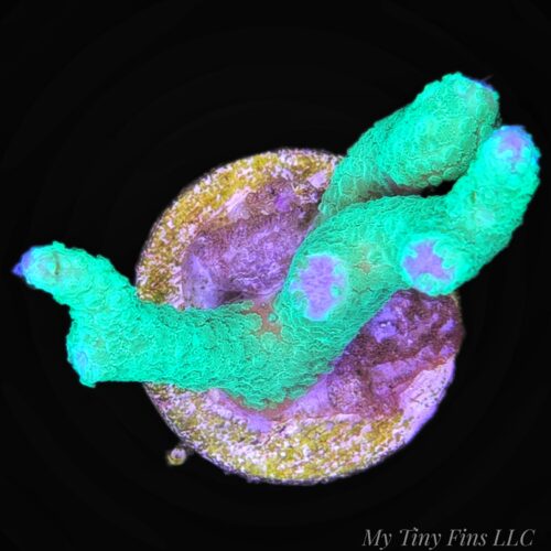 Green Acropora - WYSIWYG