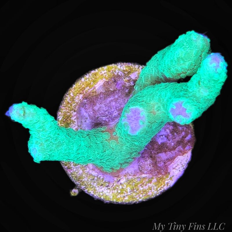 1000232511 Green Acropora - WYSIWYG