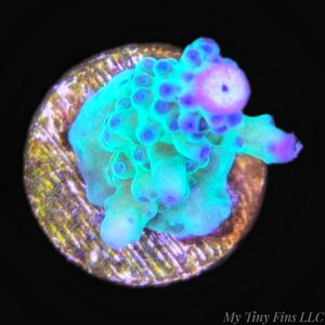 1000232513 Assorted Acropora - WYSIWYG