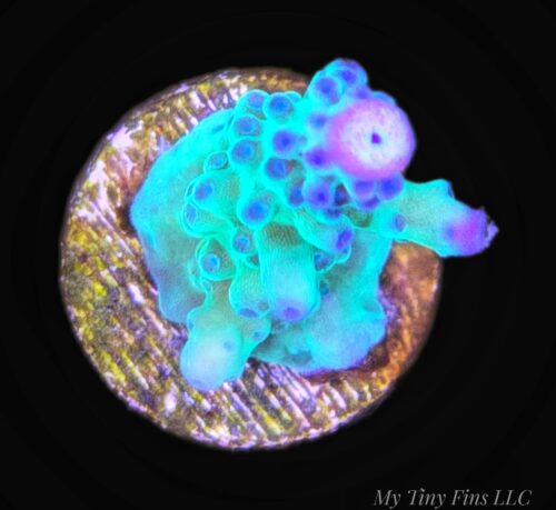 Assorted Acropora - WYSIWYG