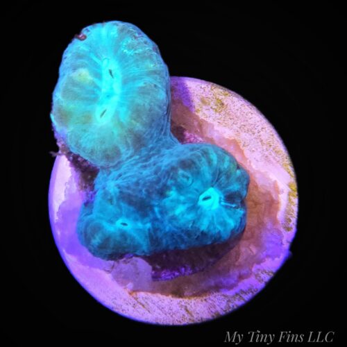 Blue Candy Cane - LPS Coral Frag