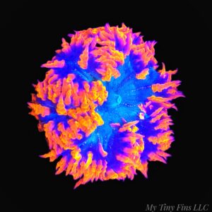 1000232593 Colored Ultra Rock Flower Anemone - Assorted