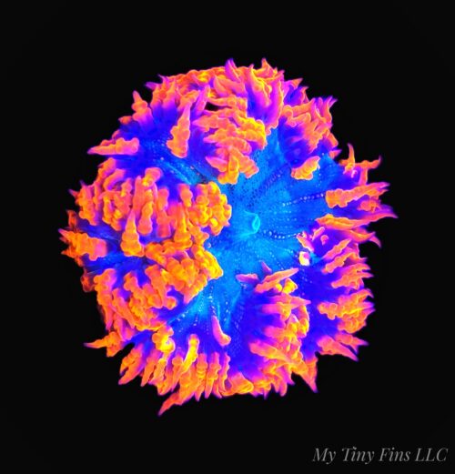 Colored Ultra Rock Flower Anemone - Assorted