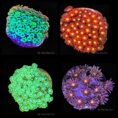 Assorted Flowerpot - LPS Coral Frag