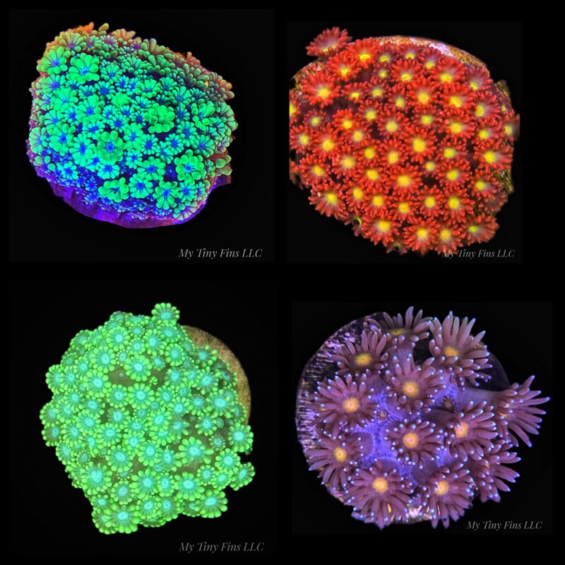 Assorted Flowerpot - LPS Coral Frag