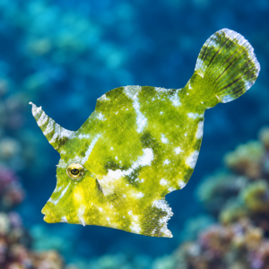 Aptasia Eating Filefish - Medium 2-3"