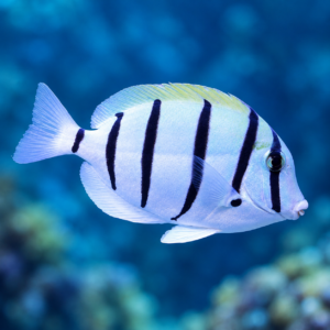 Convict Tang - Small 1-2"