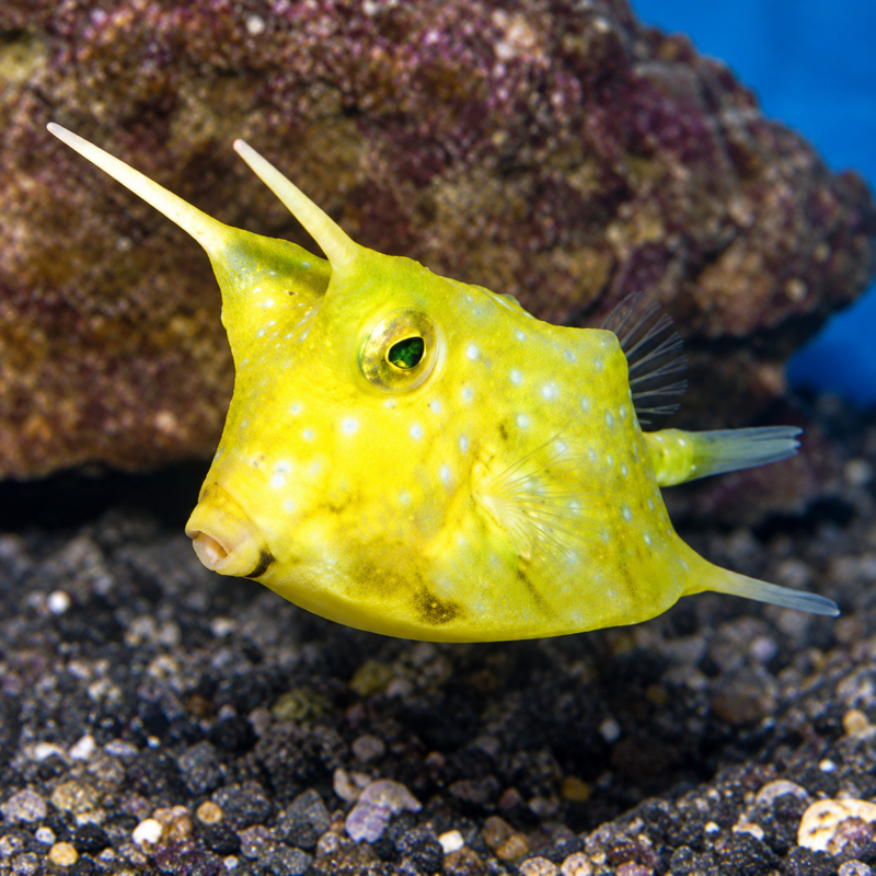 file_00000000b5e881f9b8fbe07912aee88c Yellow Horned Cowfish - X-Small 0.5-1"