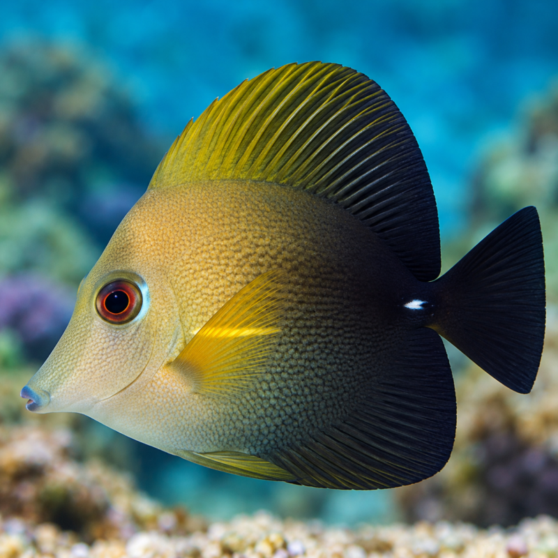 file_00000000c0c481f99aee4bf4ef512175 Scopas Tang - Small 1-2"