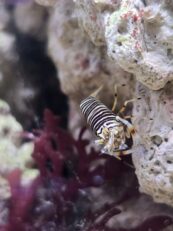 {{brizy_dc_image_alt imageSrc=