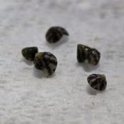 {{brizy_dc_image_alt imageSrc=