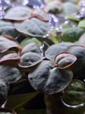 {{brizy_dc_image_alt imageSrc=